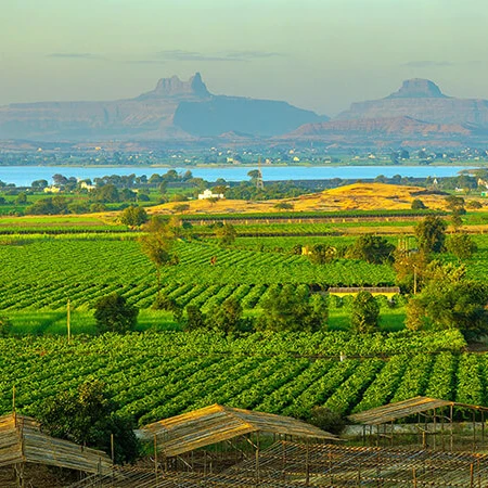 Vineyards and natural beauty of Nashik